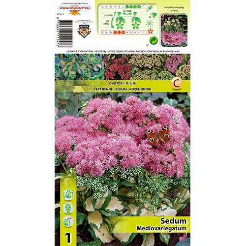 Šilokas (Sedum) Mediovariegatum interface.art nuotrauka 1 Šilokas (Sedum) Mediovariegatum interface.image 1 interface.art 70486