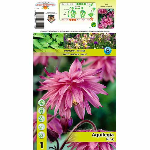 Sinavadas (Aquilegia) Pink interface.art nuotrauka 1 Sinavadas (Aquilegia) Pink interface.image 1 interface.art 70345