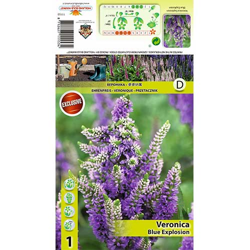 Šlaitinė Veronika (Veronica Spicata) Blue Explosion interface.image 1 interface.art 70453