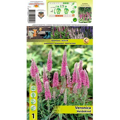 Šlaitinė Veronika (Veronica Spicata) Heidekind interface.image 1 interface.art 70454