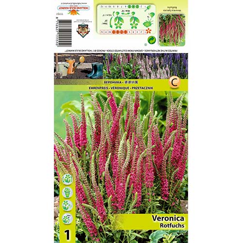 Šlaitinė Veronika (Veronica Spicata) Rotfuchs interface.image 1 interface.art 70455