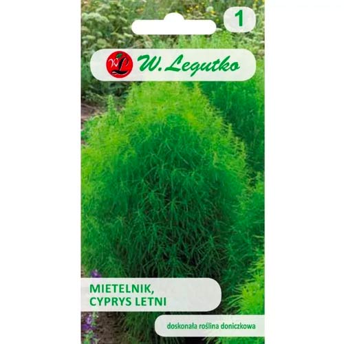 Šluotelinė kochija (Kochia scoparia) Legutko interface.image 1 interface.art 78580