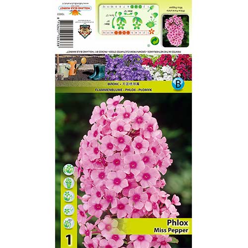 Šluotelinis Flioksas (Phlox Paniculata) Miss Pepper interface.art nuotrauka 1 Šluotelinis Flioksas (Phlox Paniculata) Miss Pepper interface.image 1 interface.art 70446