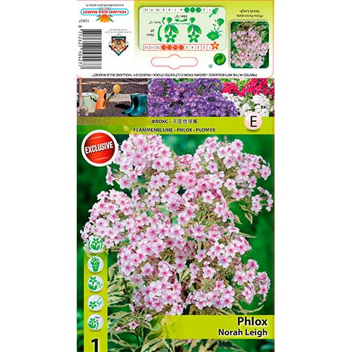 Šluotelinis Flioksas (Phlox Paniculata) Nora Leigh interface.art nuotrauka 1 Šluotelinis Flioksas (Phlox Paniculata) Nora Leigh interface.image 1 interface.art 70447