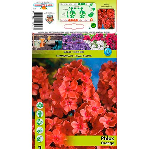 Šluotelinis Flioksas (Phlox Paniculata) Orange interface.image 1 interface.art 76617