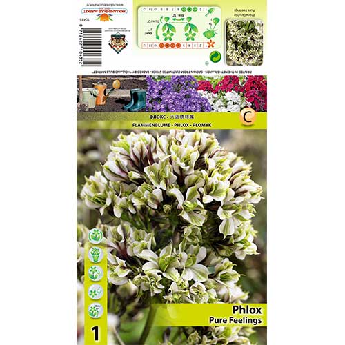 Šluotelinis Flioksas (Phlox Paniculata) Pure Feelings interface.art nuotrauka 1 Šluotelinis Flioksas (Phlox Paniculata) Pure Feelings interface.image 1 interface.art 70448