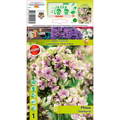 Šluotelinis Flioksas (Phlox Paniculata) Starburst interface.art nuotrauka 1 Šluotelinis Flioksas (Phlox Paniculata) Starburst interface.image 1 interface.art 76349