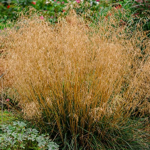 Šluotsmilgė Deschampsia Caespitosa Northern Lights interface.image 1 interface.art 5655