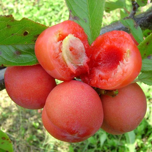 Slyva Jamaica, С2 interface.image 1 interface.art 4309