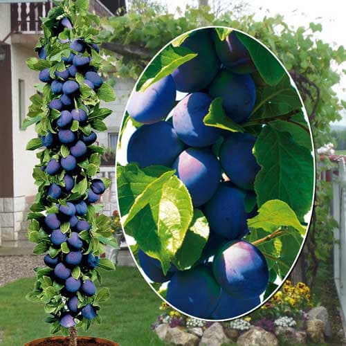 Slyva koloniniai Fruca, С2 interface.image 1 interface.art 1945