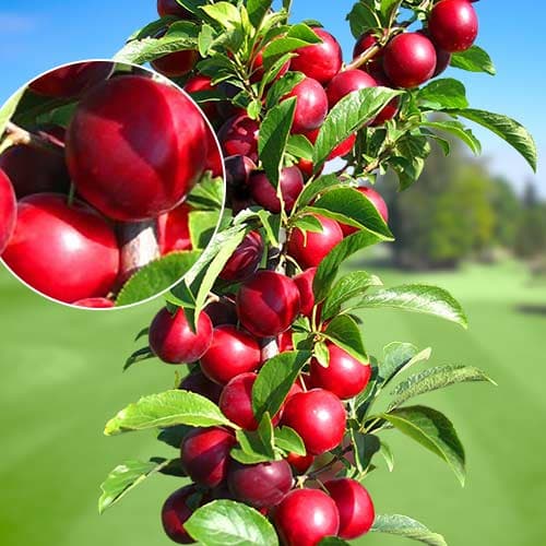 Slyva koloniniai Rubin, С2 interface.image 1 interface.art 1919