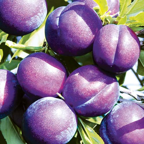 Slyva Piky Loka interface.image 1 interface.art 7960