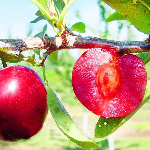 Slyva Red Lure, С2 interface.image 1 interface.art 4311