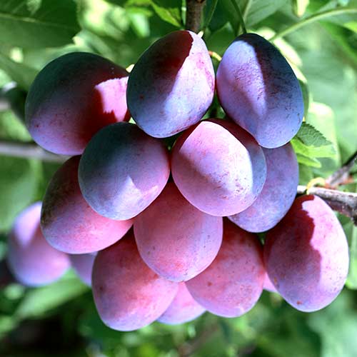 Slyva Stanley, С2 interface.image 1 interface.art 4314