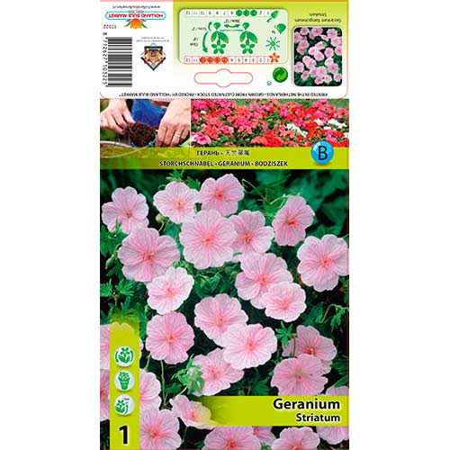 Snaputis (Geranium) Striatum interface.image 1 interface.art 76584