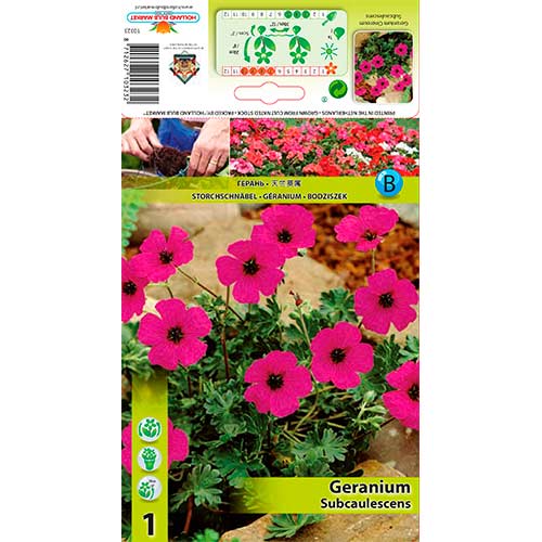 Snaputis (Geranium) Subcaulescens interface.art nuotrauka 1 Snaputis (Geranium) Subcaulescens interface.image 1 interface.art 70393