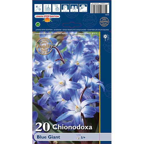 Sniegžydrė Blue Giant interface.art nuotrauka 1 Sniegžydrė Blue Giant interface.image 1 interface.art 67321