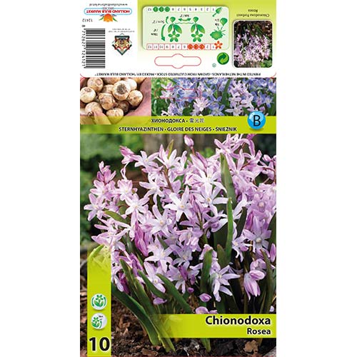 Sniegžydrė Rosea interface.image 1 interface.art 67323