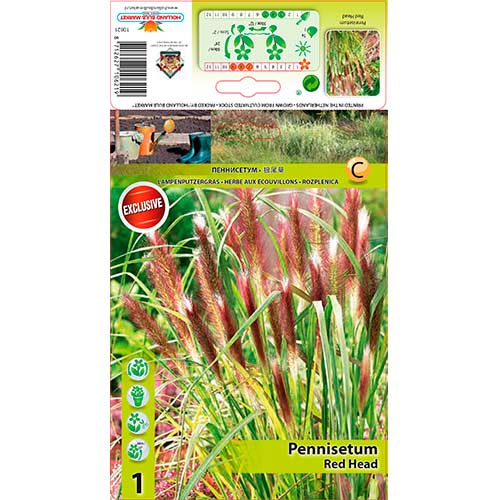 Soruolė pašiaušėlinė (Pennisetum Alopecuroides) Red Head interface.art nuotrauka 1 Soruolė pašiaušėlinė (Pennisetum Alopecuroides) Red Head interface.image 1 interface.art 76346