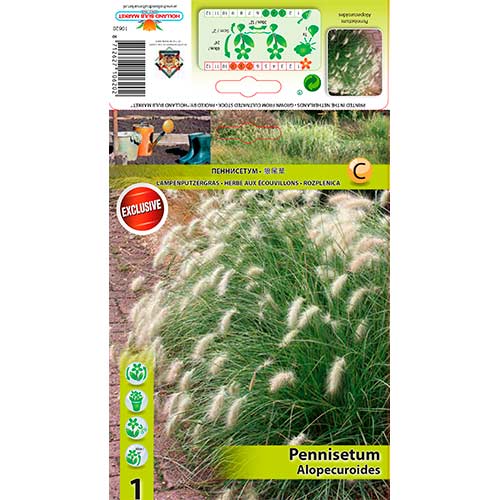 Soruolė pašiaušėlinė (Pennisetum Alopecuroides) interface.art nuotrauka 1 Soruolė pašiaušėlinė (Pennisetum Alopecuroides) interface.image 1 interface.art 76345