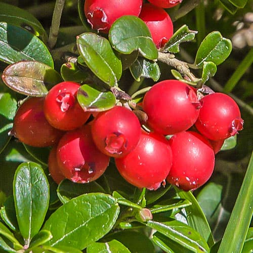 Spanguolės Early Black, P9 interface.art nuotrauka 1 Spanguolės Early Black, P9 interface.image 1 interface.art 9235