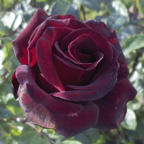 Stambiažiedė rožė Black Madonna interface.image 1 interface.art 6222