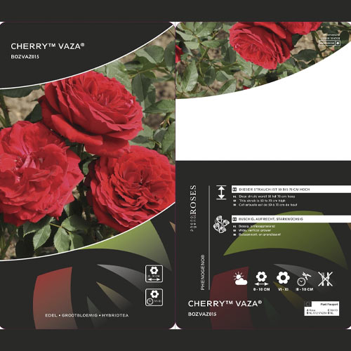 Stambiažiedė rožė Cherry™ Vaza ®, С3 interface.image 2 interface.art 6184