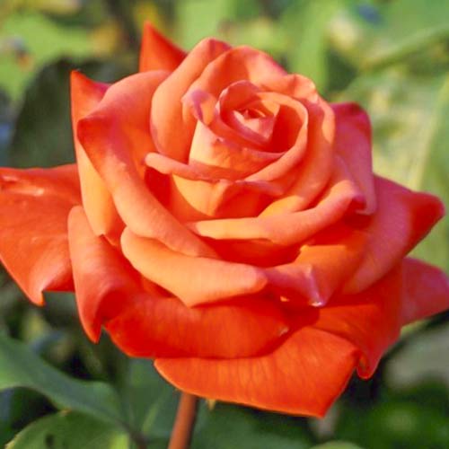 Stambiažiedė rožė Christoph Columbus interface.image 1 interface.art 6224