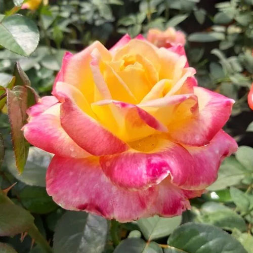 Stambiažiedė rožė Desse, root ball interface.image 1 interface.art 6225