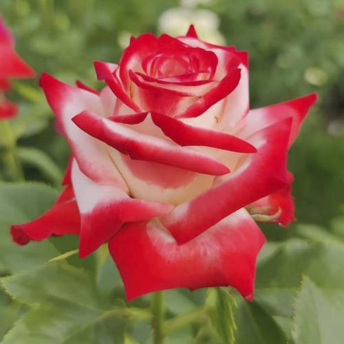 Stambiažiedė rožė Empress Farah interface.image 1 interface.art 6226