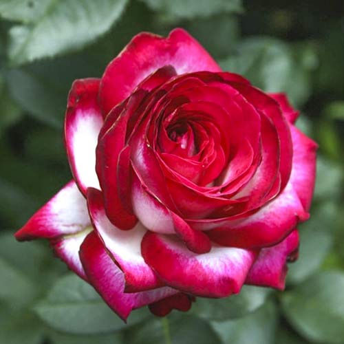 Stambiažiedė rožė Fair Lady interface.image 1 interface.art 6227