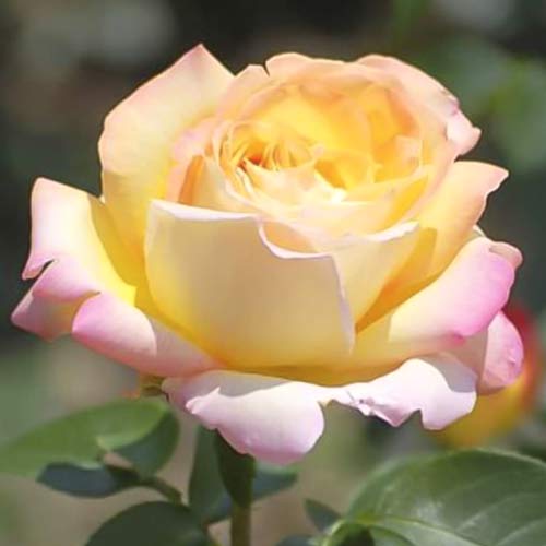 Stambiažiedė rožė Gloria Dei interface.art nuotrauka 1 Stambiažiedė rožė Gloria Dei interface.image 1 interface.art 6228