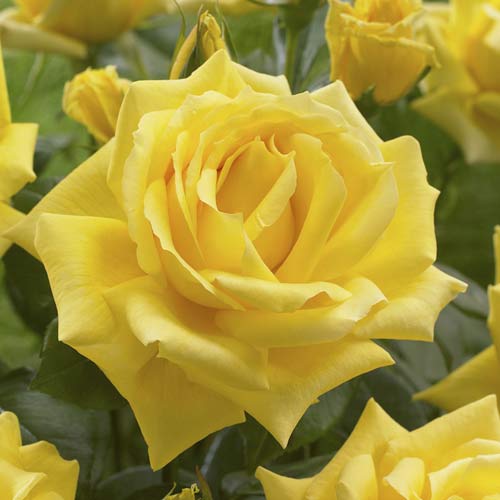 Stambiažiedė rožė Golden Parfum de Provence interface.art nuotrauka 1 Stambiažiedė rožė Golden Parfum de Provence interface.image 1 interface.art 6229