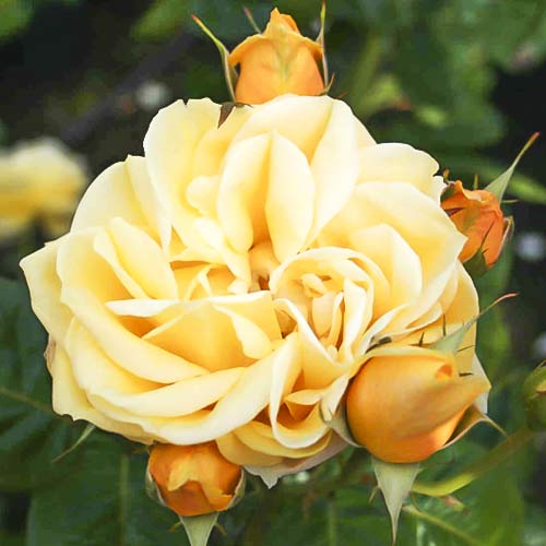 Stambiažiedė rožė Gracious Queen interface.image 1 interface.art 6230