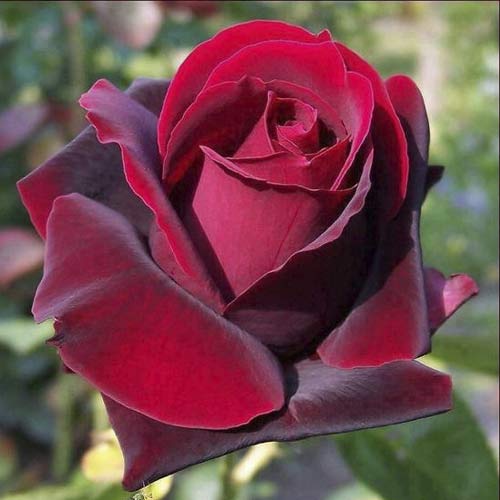 Stambiažiedė rožė Grand Gala interface.image 1 interface.art 6231