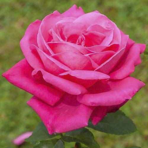 Stambiažiedė rožė Jacaranda interface.image 1 interface.art 6232