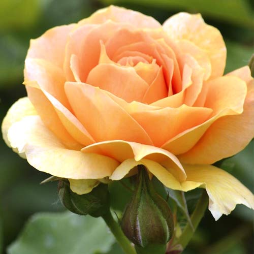 Stambiažiedė rožė Magic Lantern interface.art nuotrauka 1 Stambiažiedė rožė Magic Lantern interface.image 1 interface.art 6235