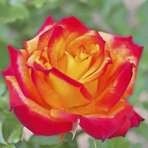 Stambiažiedė rožė Meilambra interface.image 1 interface.art 6236