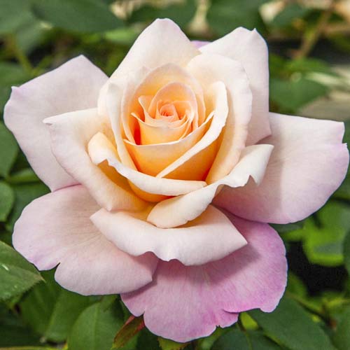 Stambiažiedė rožė Meilampario interface.art nuotrauka 1 Stambiažiedė rožė Meilampario interface.image 1 interface.art 6237