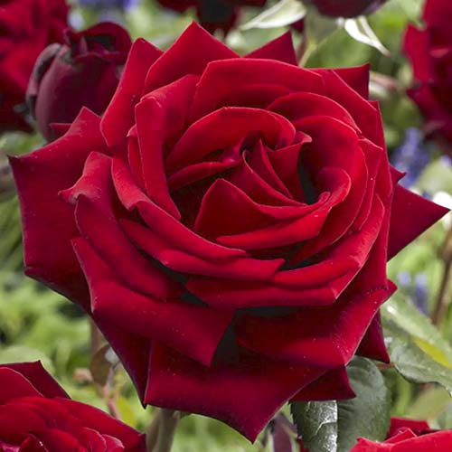 Stambiažiedė rožė Mister Lincoln interface.art nuotrauka 1 Stambiažiedė rožė Mister Lincoln interface.image 1 interface.art 6238