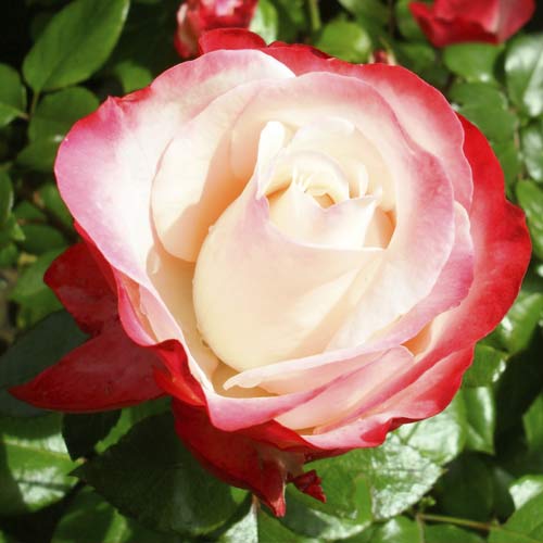 Stambiažiedė rožė Nostalgia interface.image 1 interface.art 6239