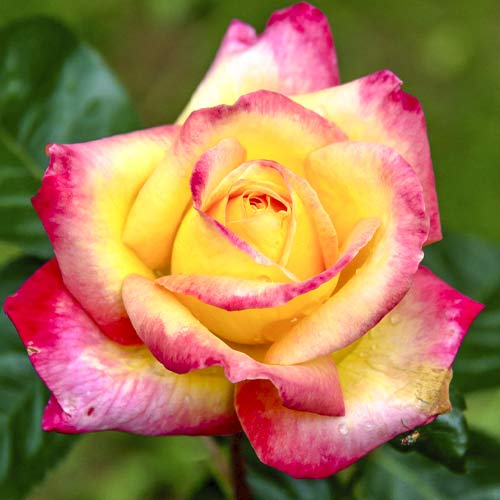 Stambiažiedė rožė Orient Express interface.image 1 interface.art 6240