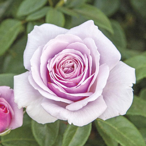 Stambiažiedė rožė Pacific Blue®, C5 interface.image 1 interface.art 6161