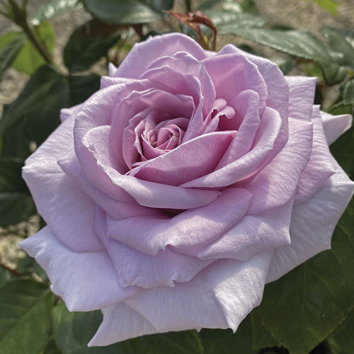 Stambiažiedė rožė Pacific Blue®, C5 interface.image 2 interface.art 6161