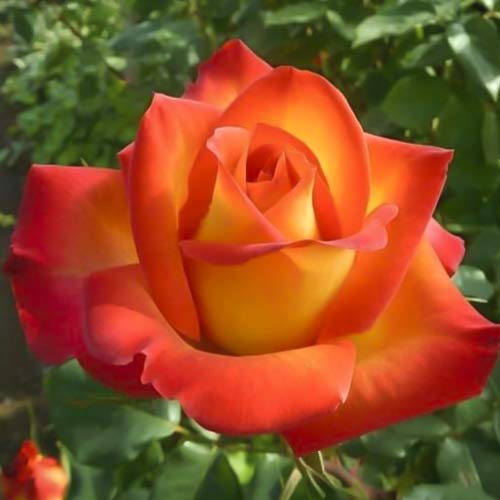 Stambiažiedė rožė Prestige de Lyon interface.image 1 interface.art 6241