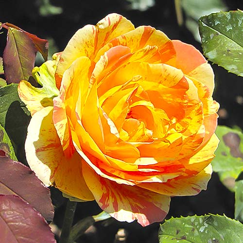 Stambiažiedė rožė Rainbow Niagara interface.image 1 interface.art 6242