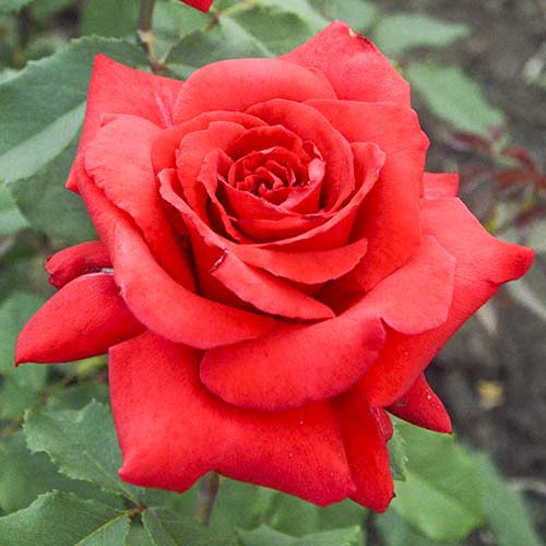 Stambiažiedė rožė Red Berlin interface.image 1 interface.art 6243