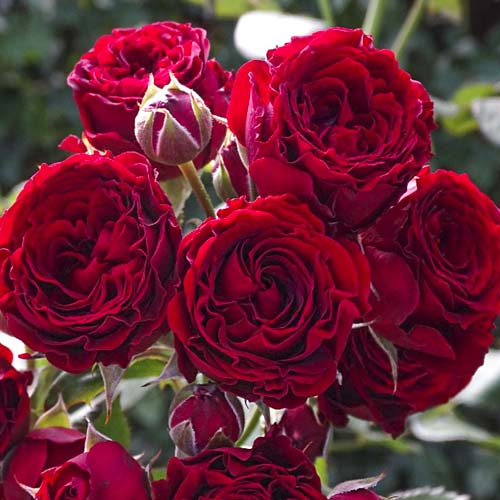 Stambiažiedė rožė Red Sensation interface.image 1 interface.art 6244