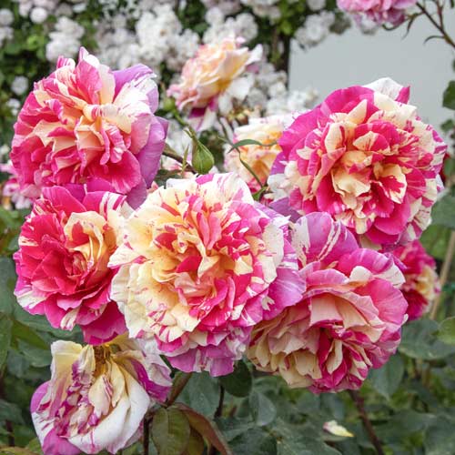 Stambiažiedė rožė Rosita Missoni®, C5 interface.image 2 interface.art 6163