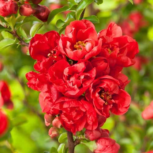 Svarainiai Red Joy interface.image 1 interface.art 9203